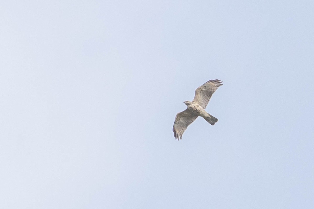 Red-shouldered Hawk - ML623526300