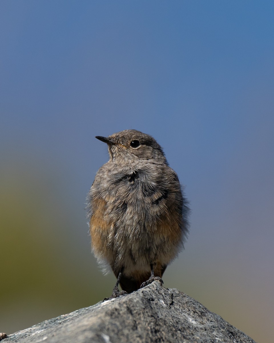 Black Redstart - ML623526333