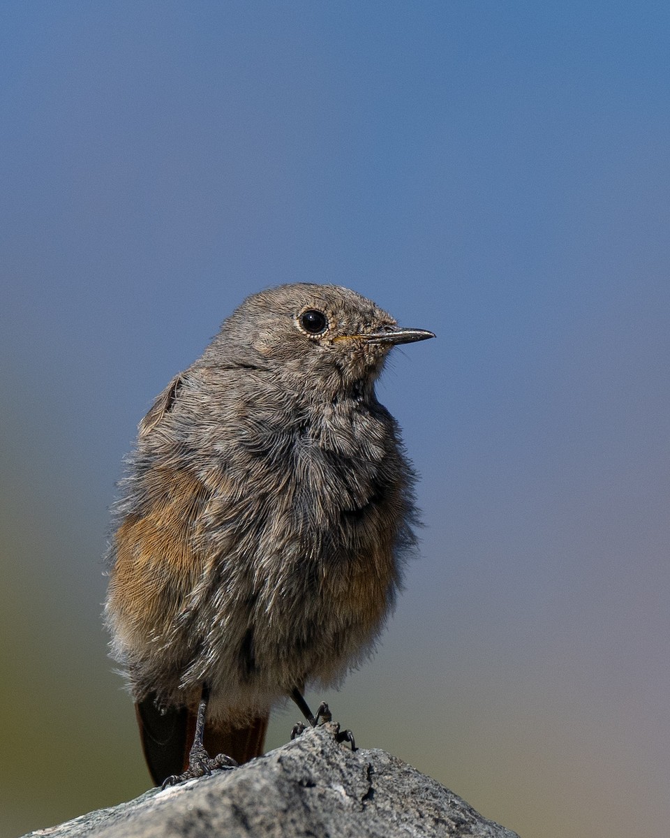 Black Redstart - ML623526334