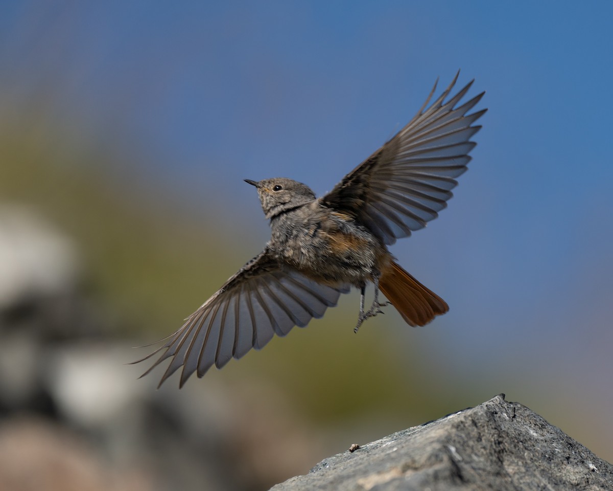 Black Redstart - ML623526335