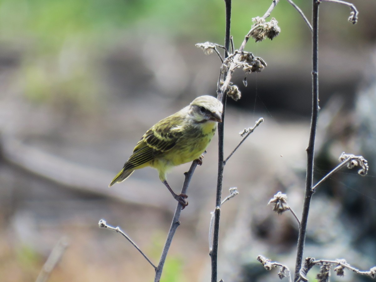 Yellow-fronted Canary - ML623526348