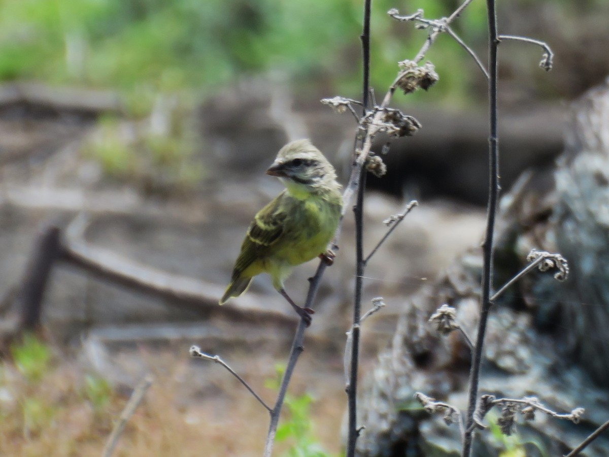 Yellow-fronted Canary - ML623526362