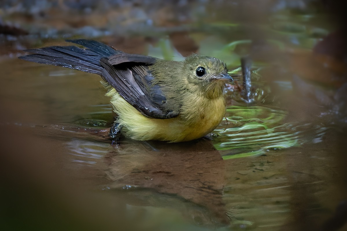 Black-tailed Flycatcher - ML623526363