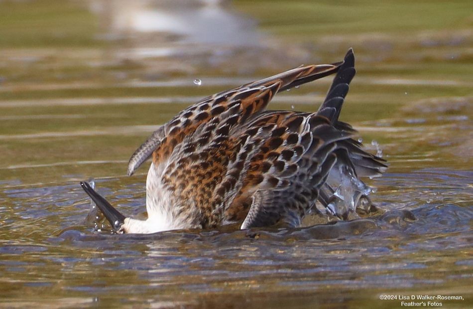 Bergstrandläufer - ML623526367