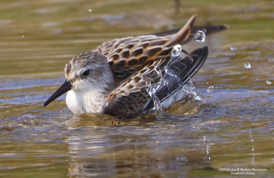 Bergstrandläufer - ML623526368