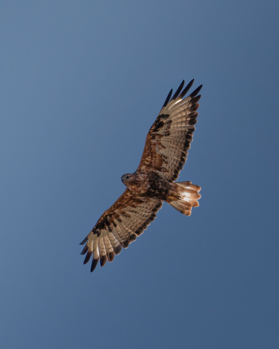 Long-legged Buzzard - ML623526450