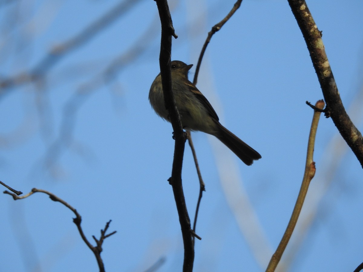 Euler's Flycatcher - Carlos Galvan