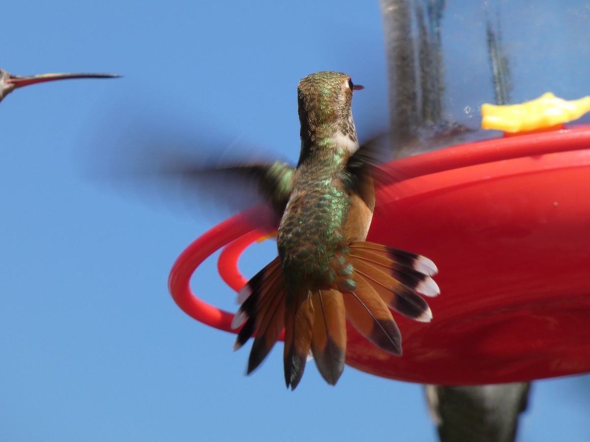 Rufous Hummingbird - ML623526504