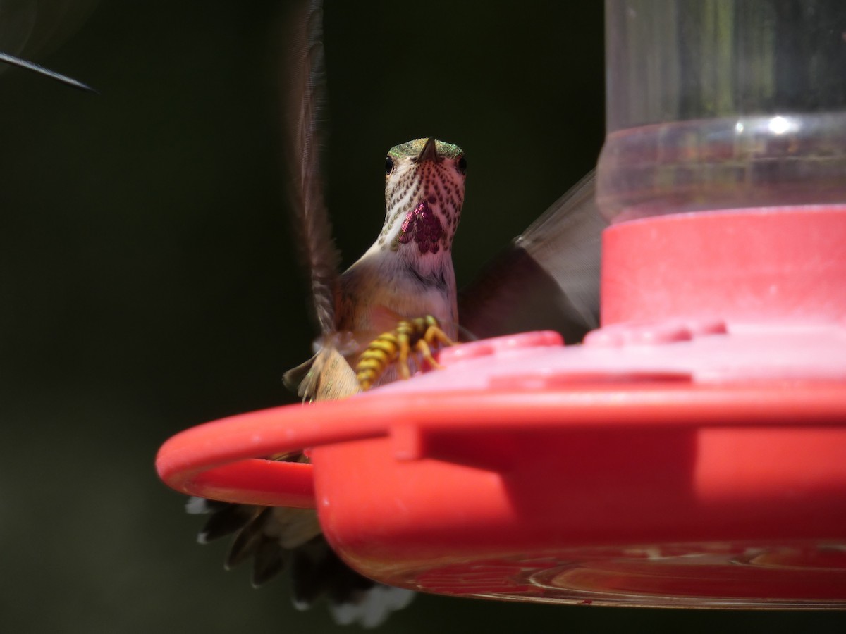 Calliope Hummingbird - ML623526506