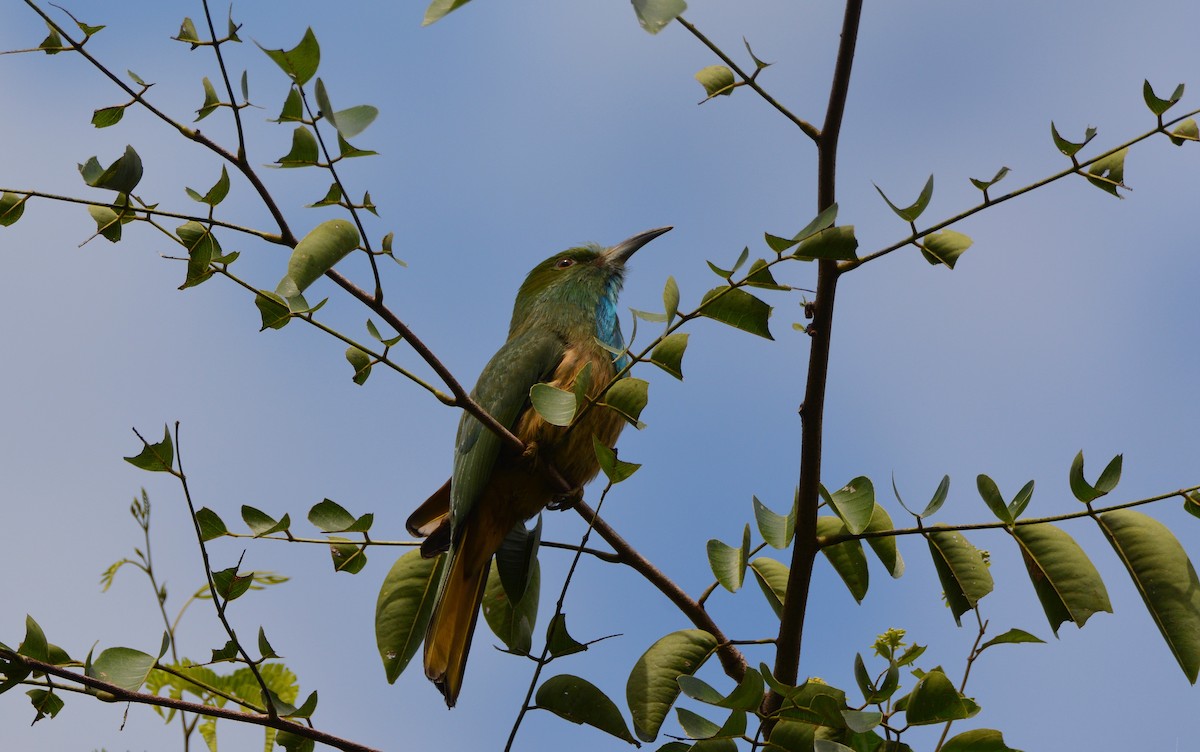 Blue-bearded Bee-eater - ML623526516