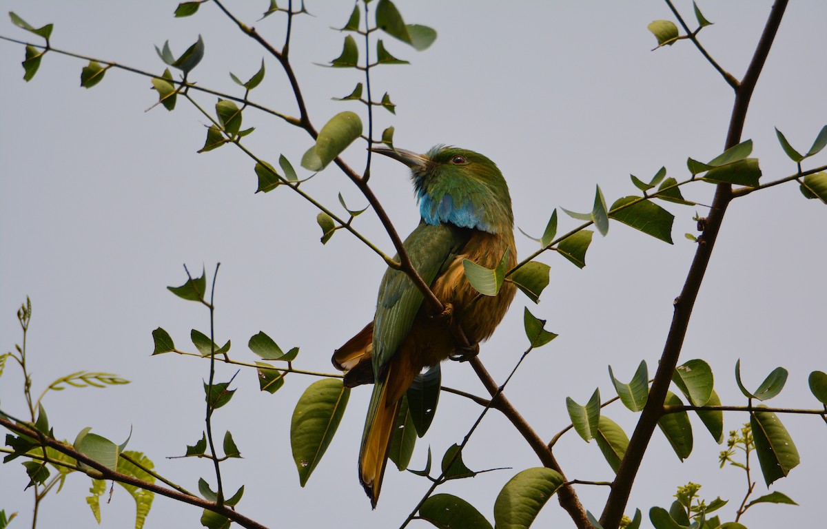 Blue-bearded Bee-eater - ML623526517