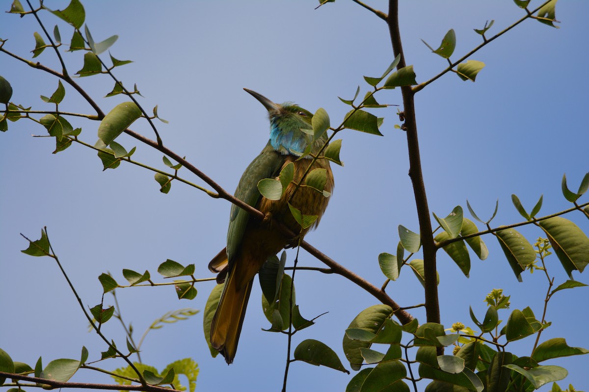 Blue-bearded Bee-eater - ML623526518