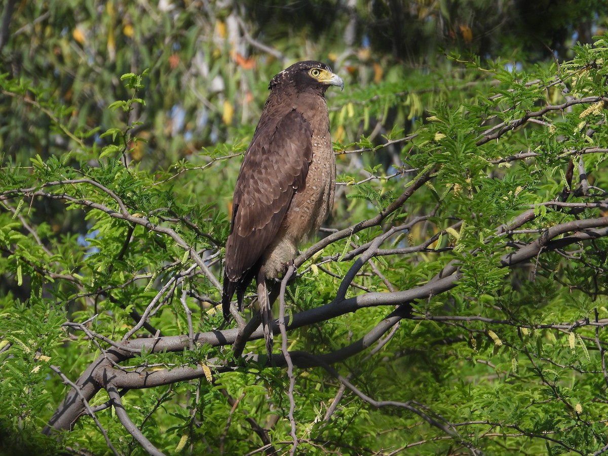 Crested Serpent-Eagle - ML623526525