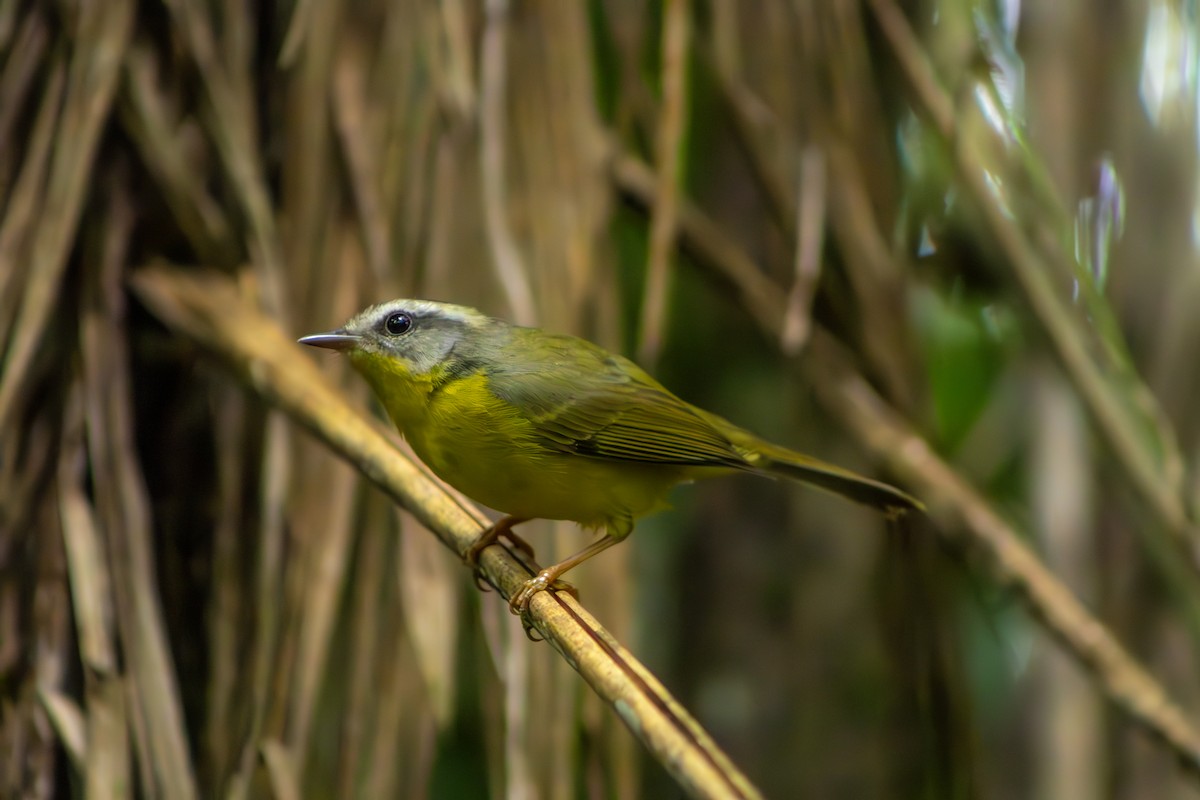 Golden-crowned Warbler - ML623526553