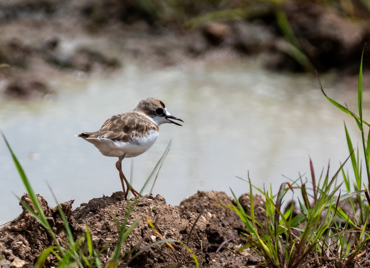 Collared Plover - ML623526554