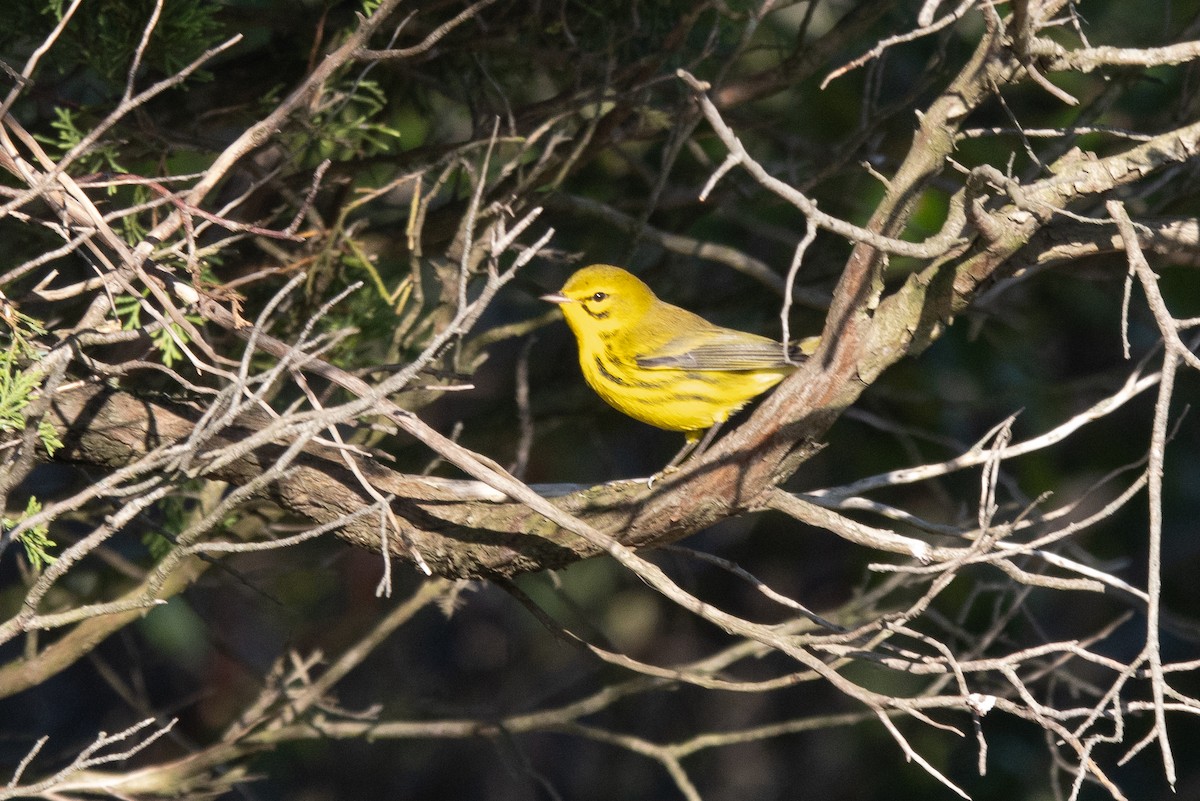 Prairie Warbler - ML623526578