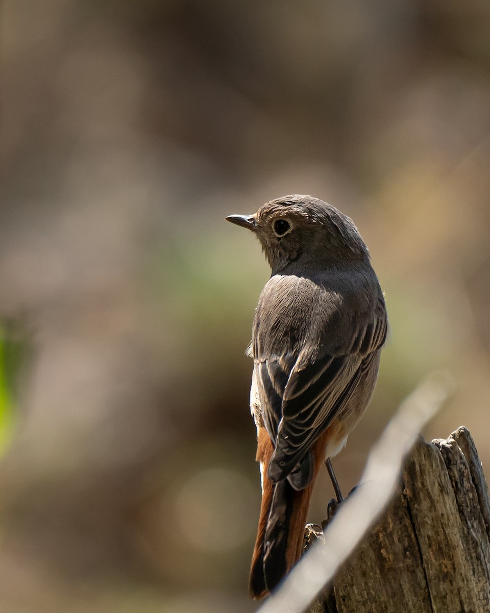 Common Redstart - ML623526618