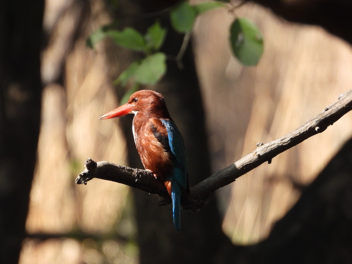 White-throated Kingfisher - ML623526627