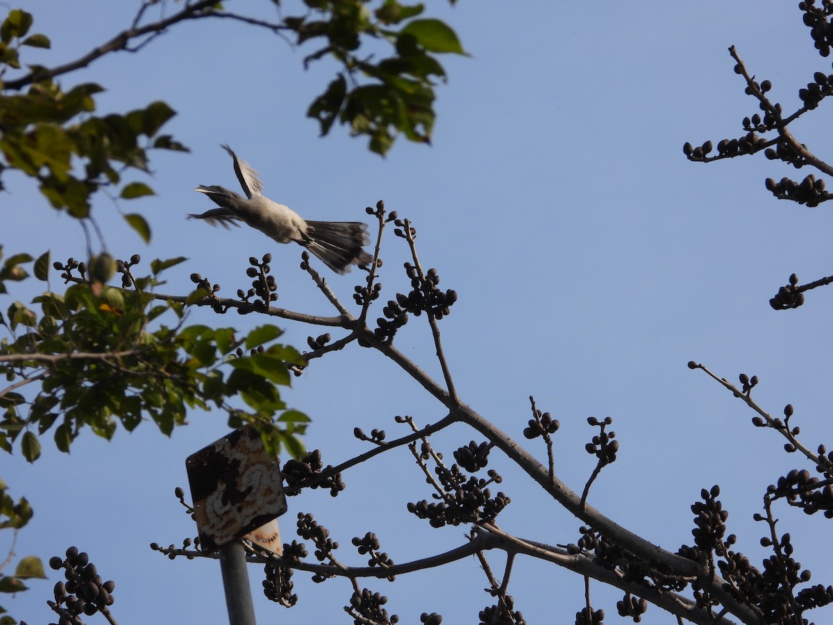 Indian Gray Hornbill - ML623526635