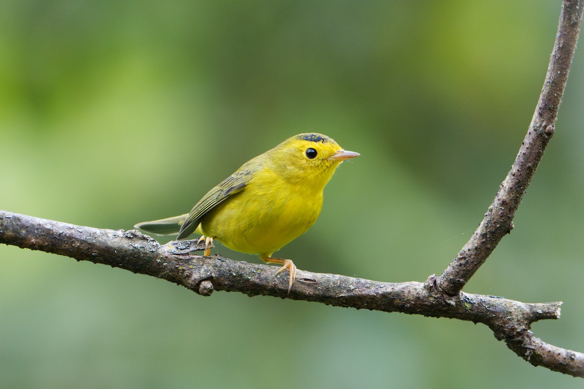 Wilson's Warbler - ML623526734