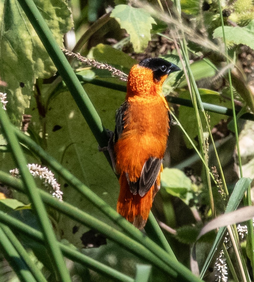 Vescovo arancio - ML623526765