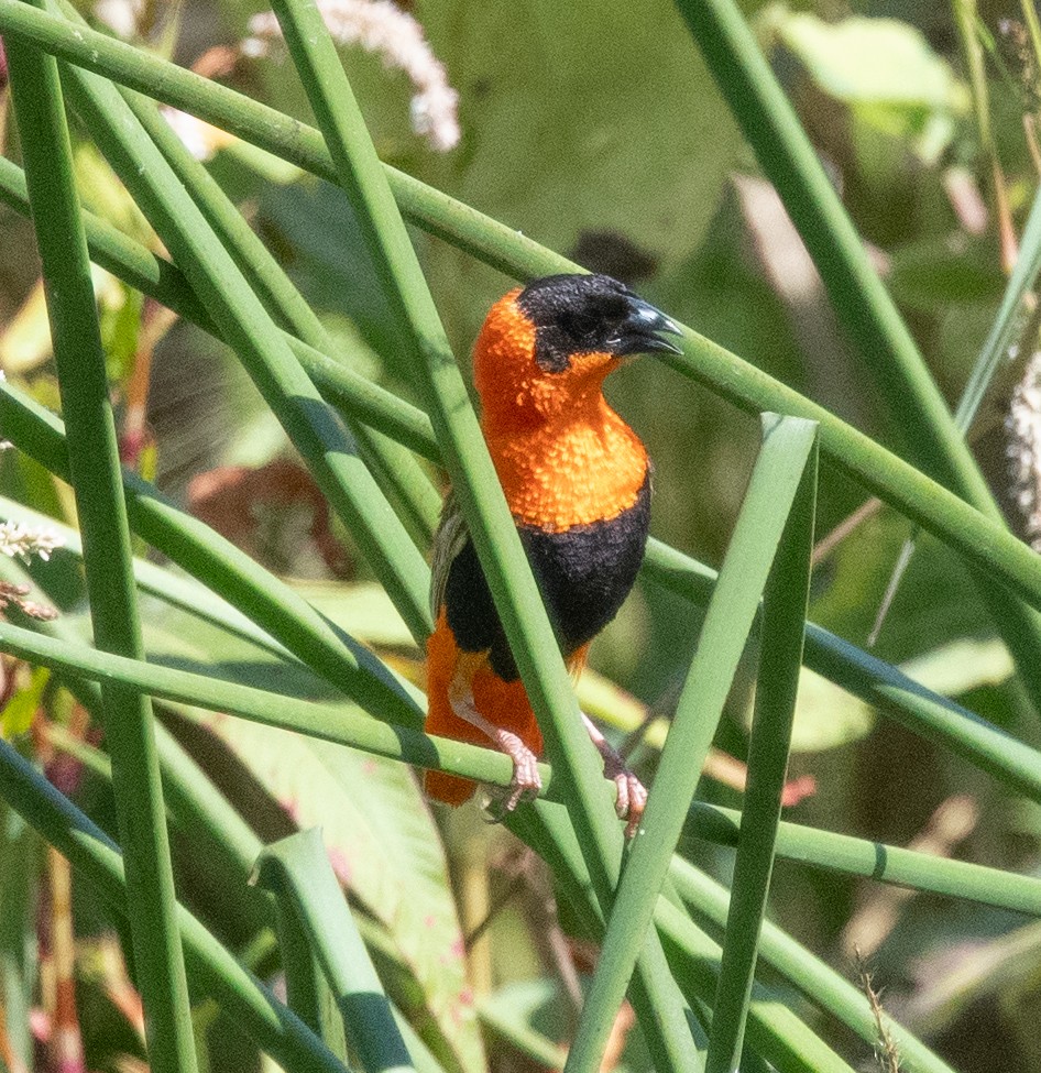 Vescovo arancio - ML623526766