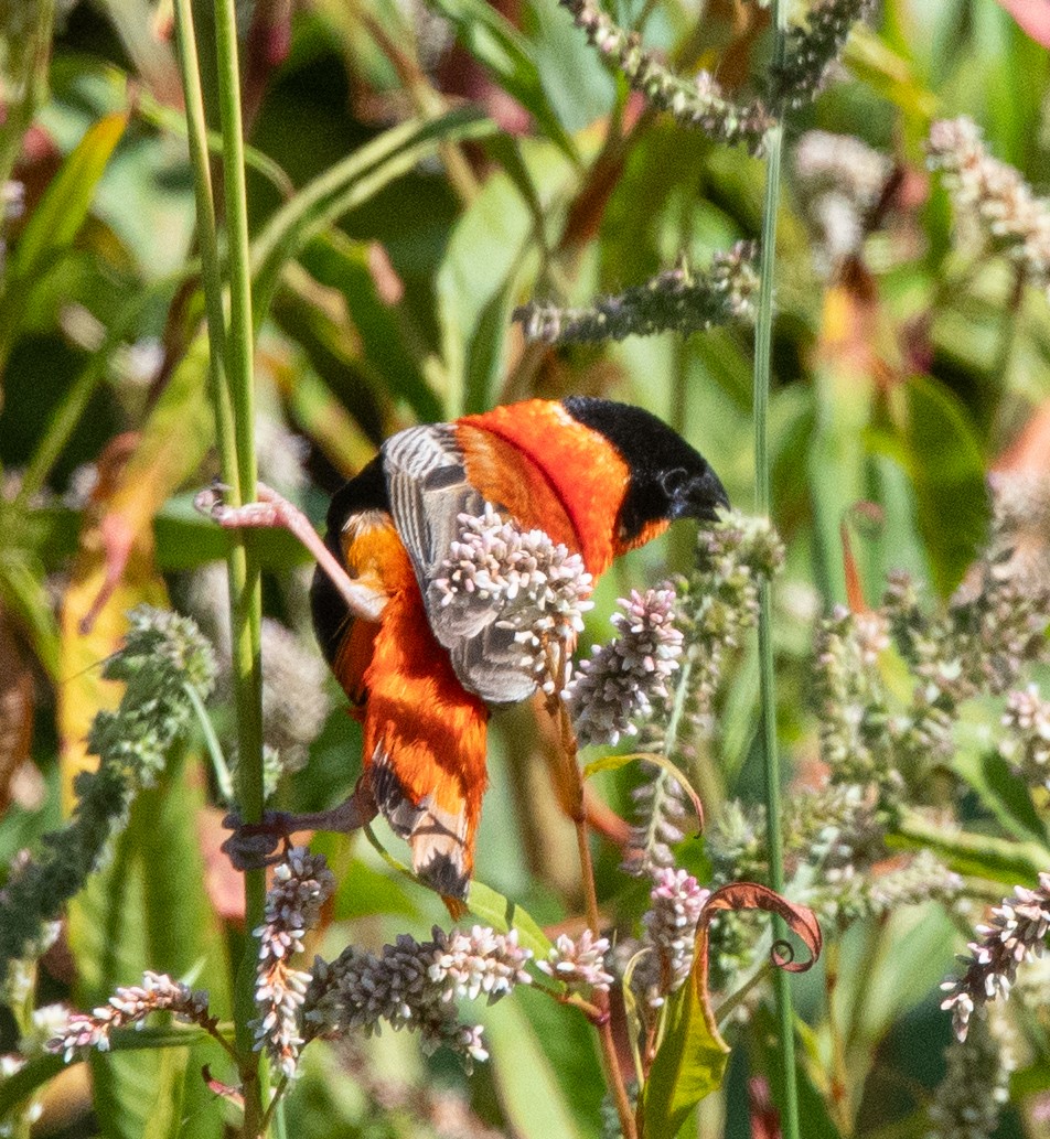 Northern Red Bishop - Richard Taylor