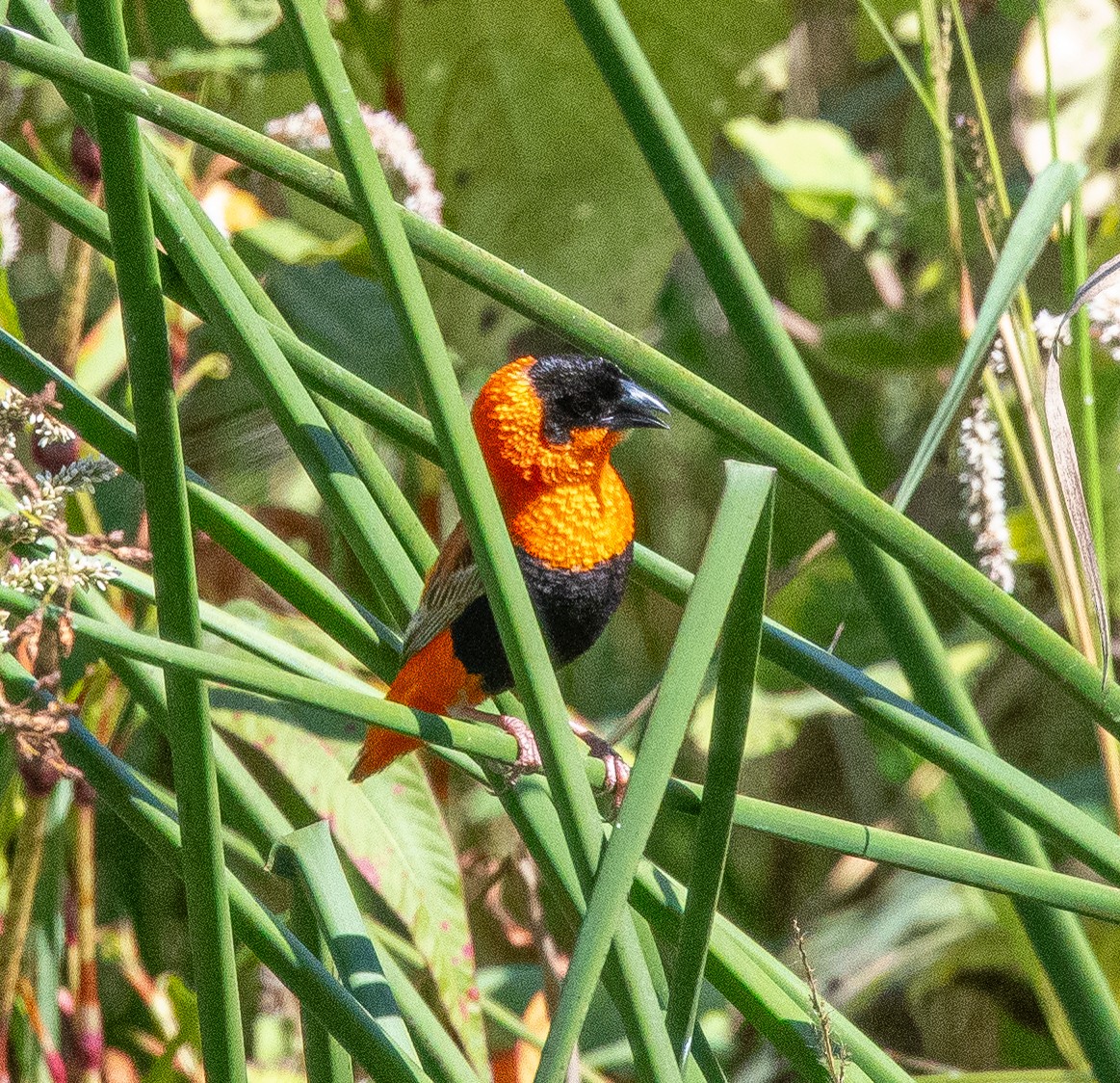 Vescovo arancio - ML623526768