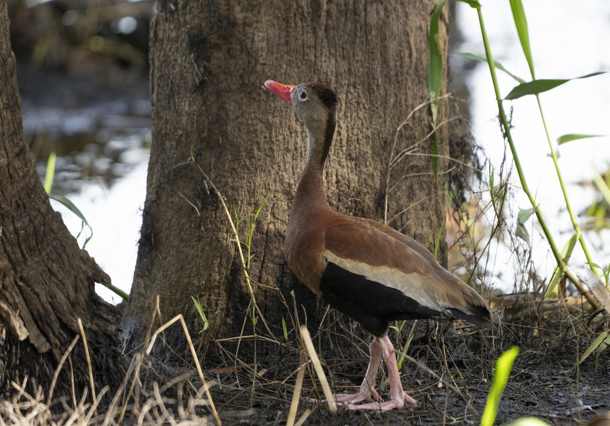 Black-bellied Whistling-Duck - ML623526790