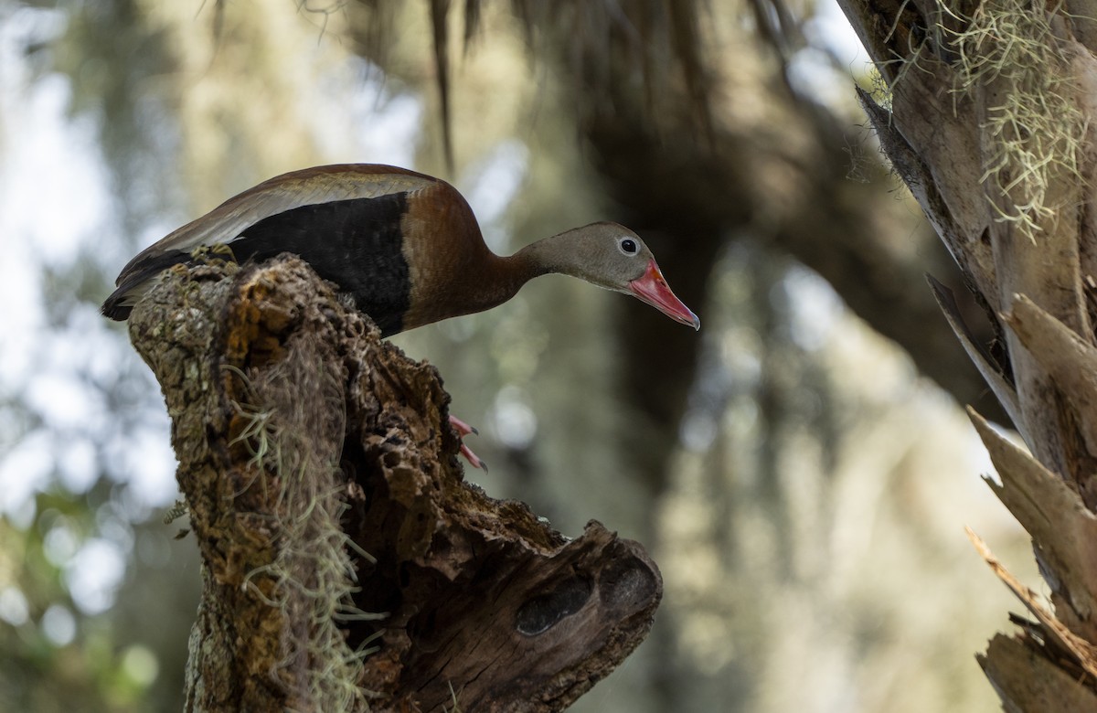 Black-bellied Whistling-Duck - ML623526797