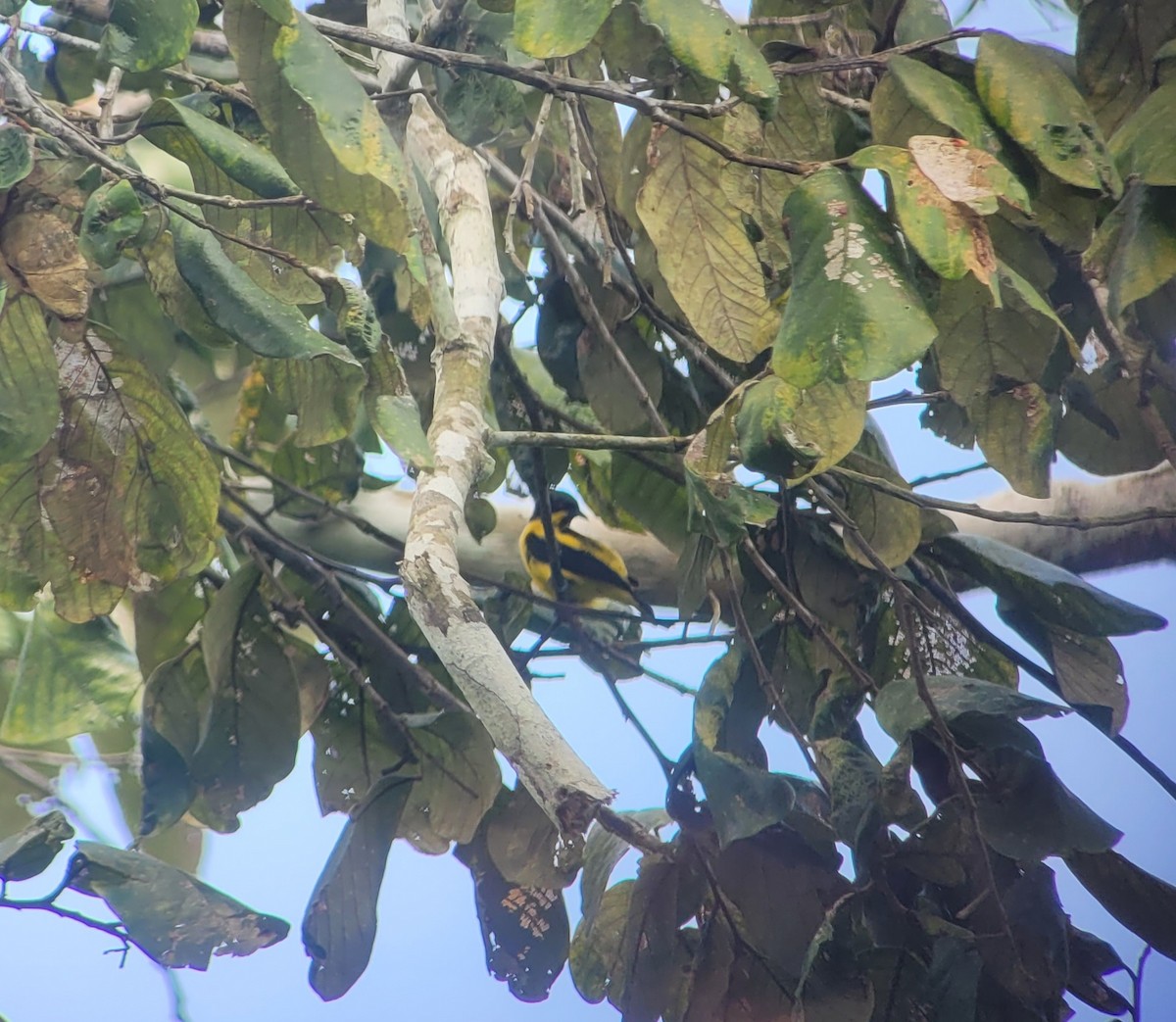 Yellow-bellied Dacnis - ML623526806