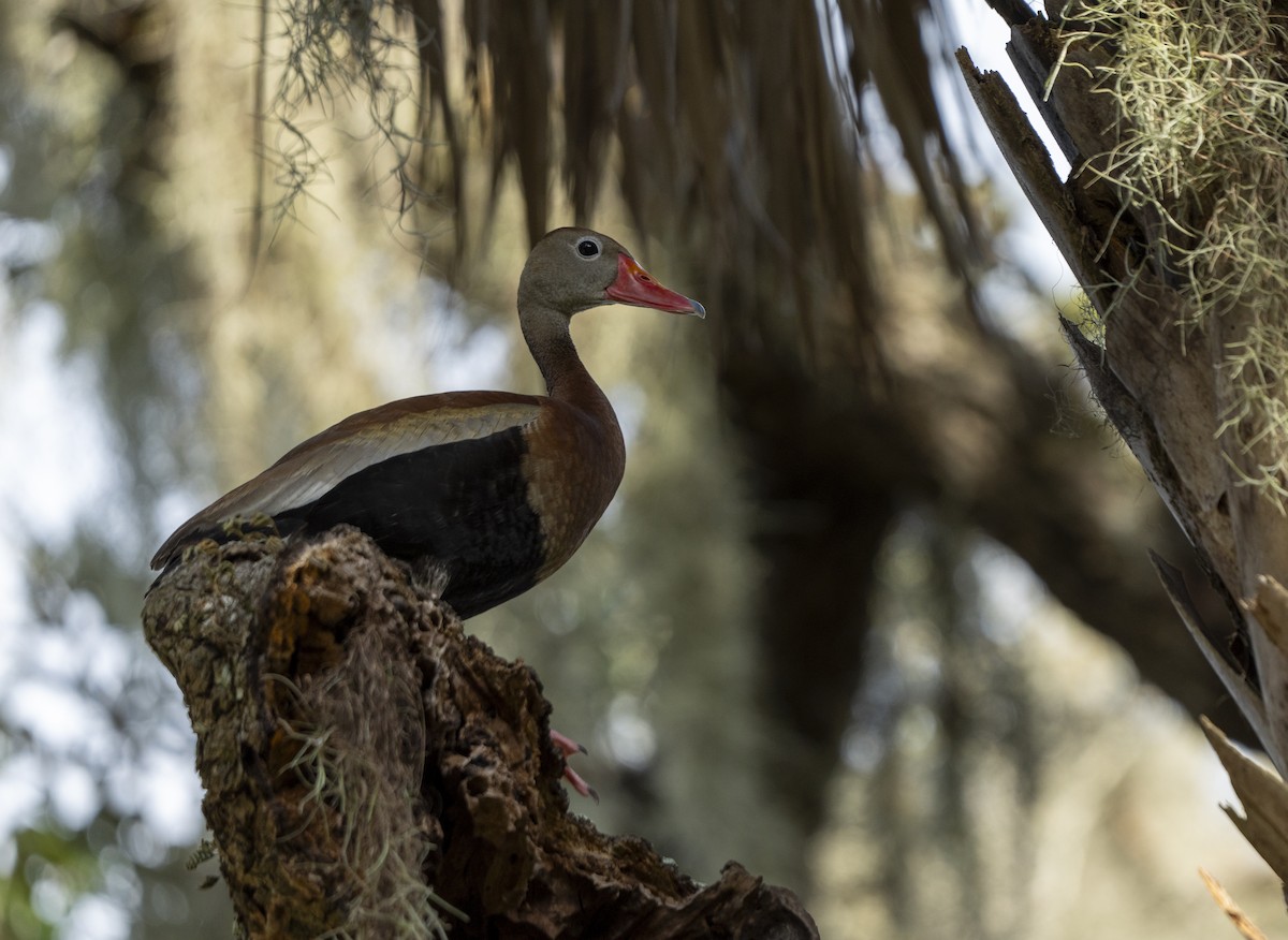 Black-bellied Whistling-Duck - ML623526814