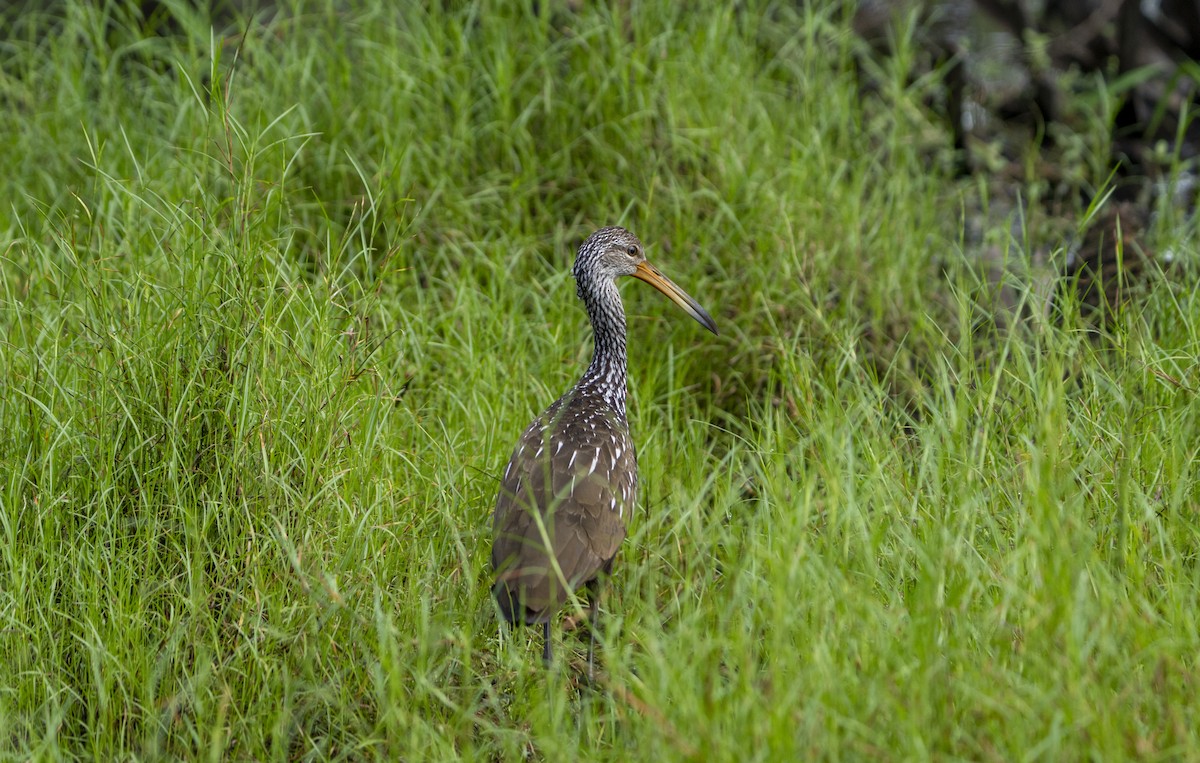 Limpkin - ML623526833