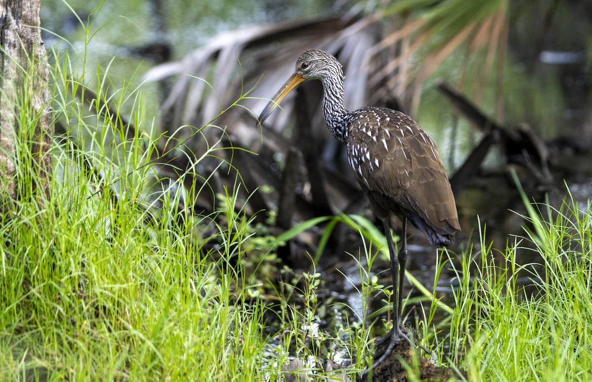 Limpkin - ML623526842