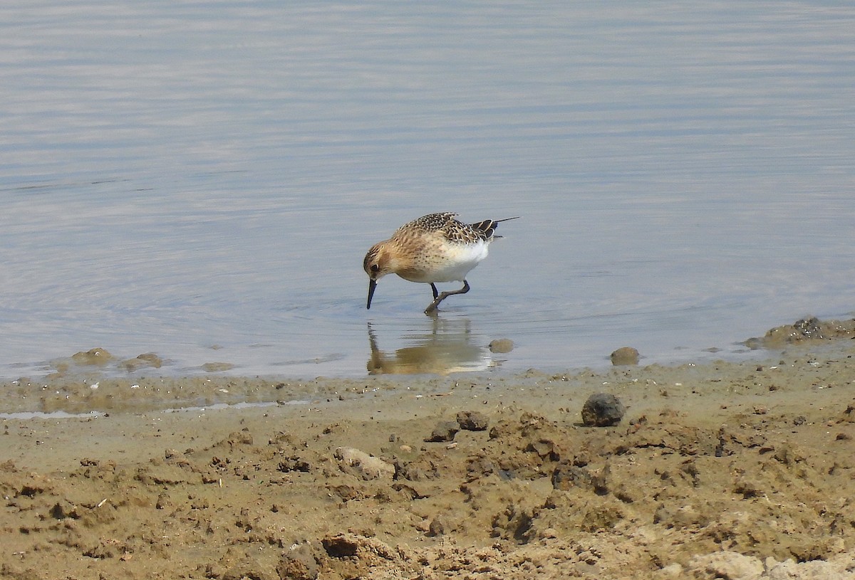 gulbrystsnipe - ML623526851