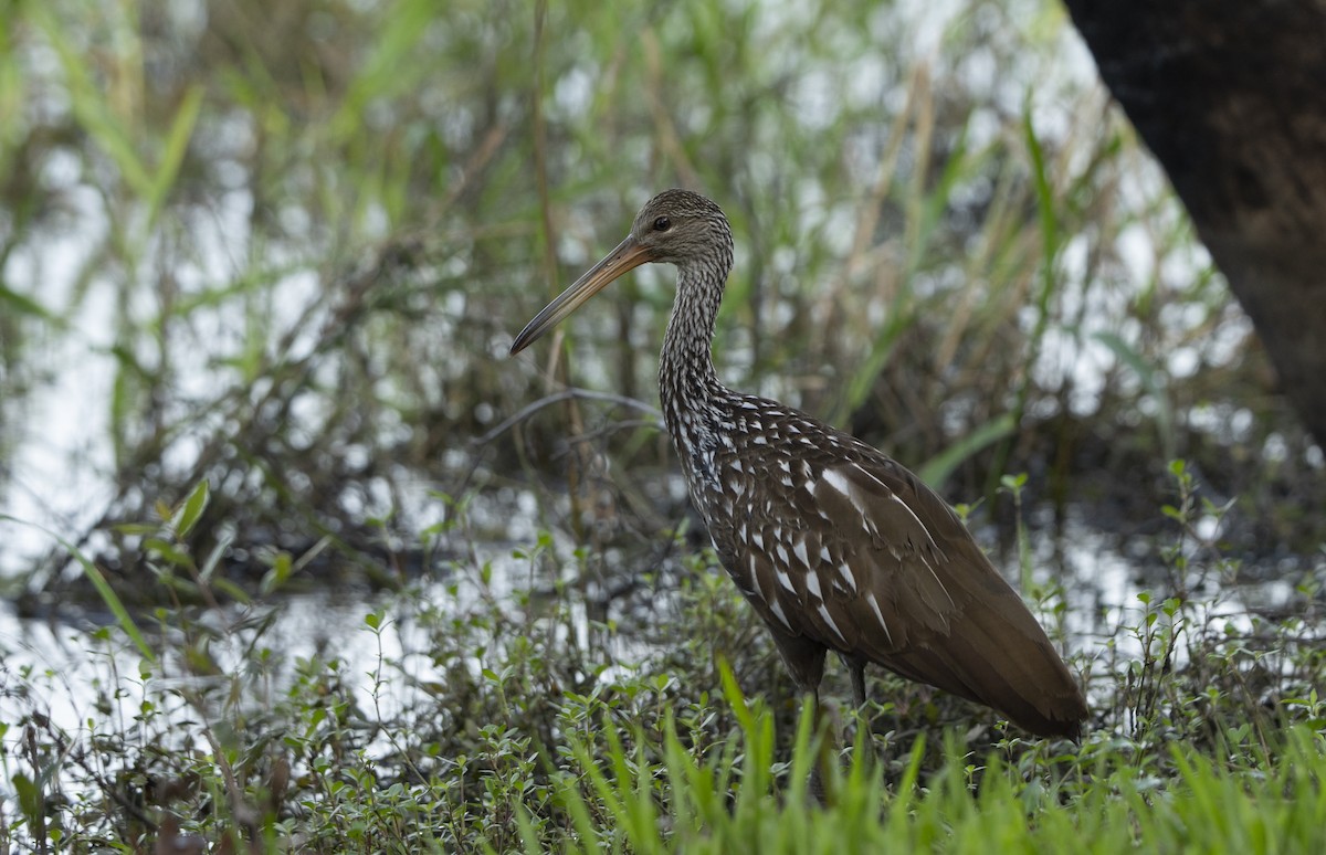 Limpkin - Joni Reeder