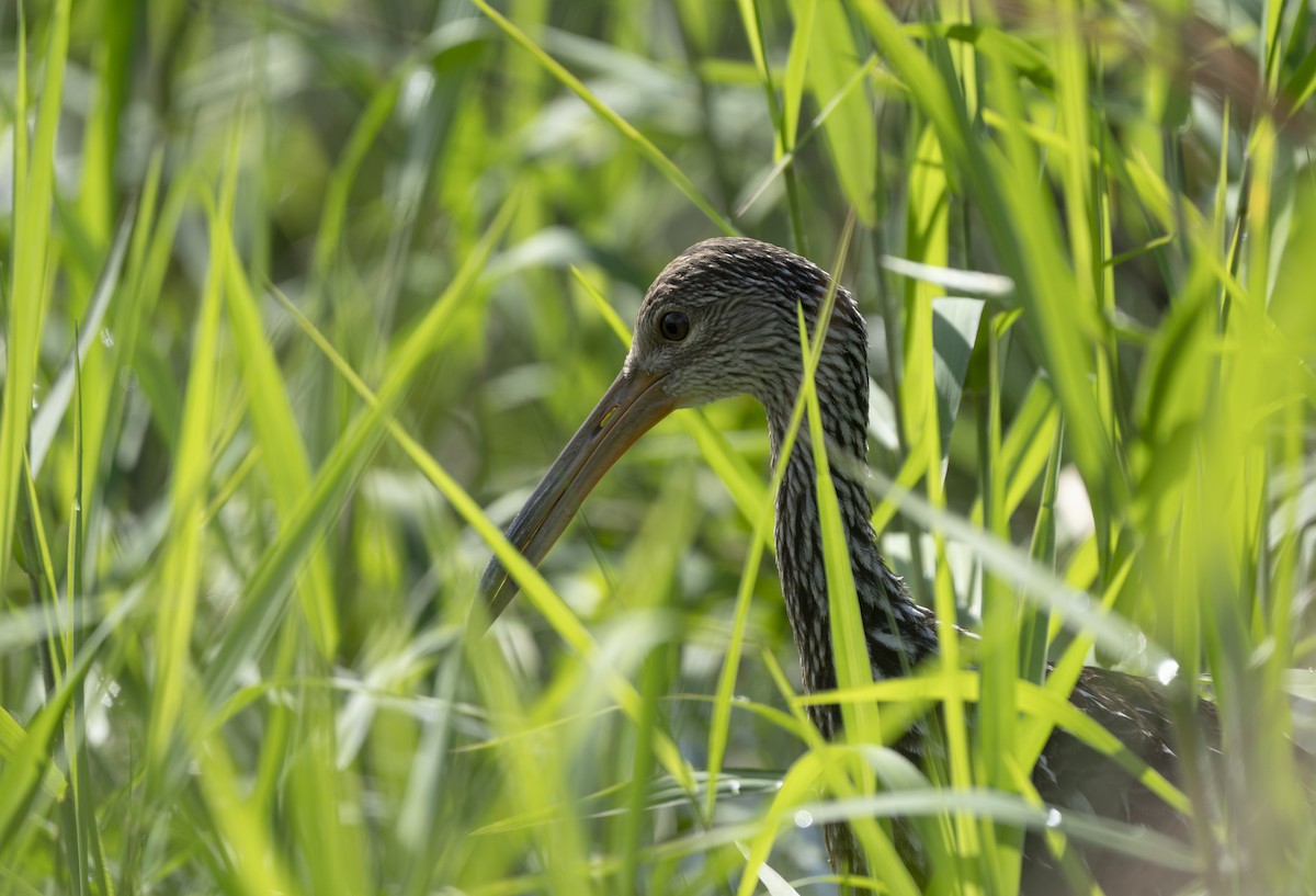 Limpkin - ML623526855