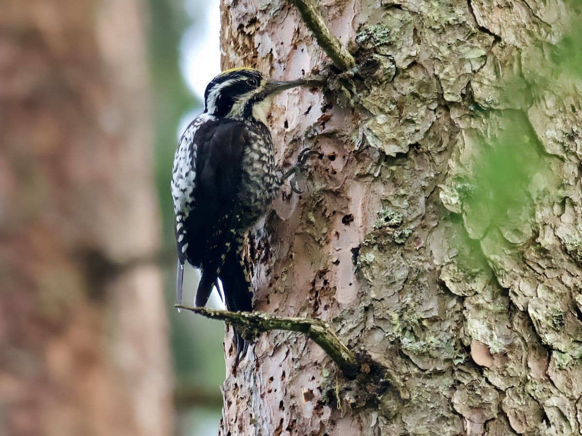 Eurasian Three-toed Woodpecker - Gabriel Willow