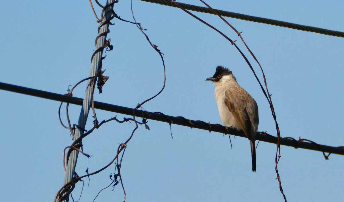 Sooty-headed Bulbul - Álvaro García Martín