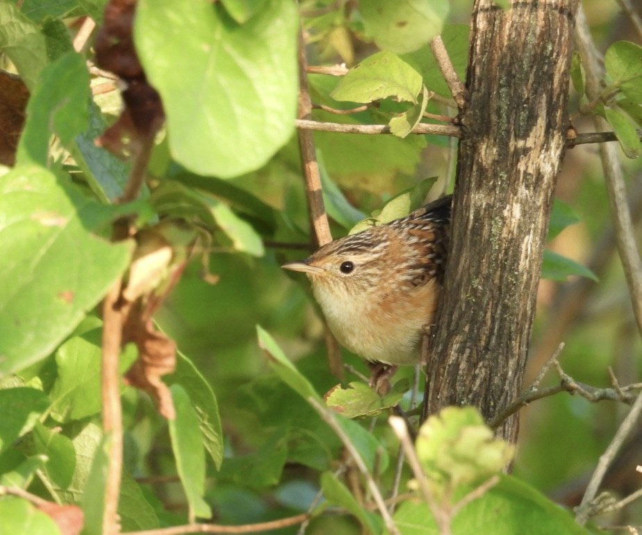 Sedge Wren - ML623526877