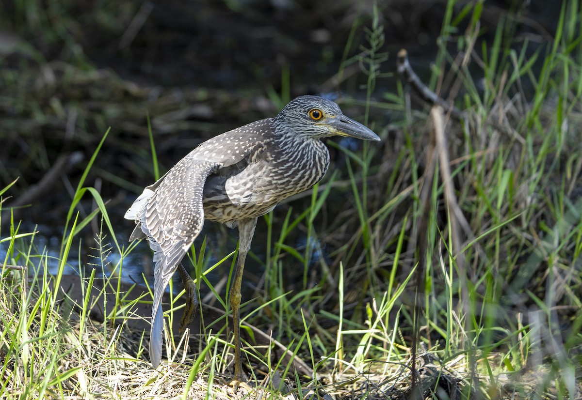 Yellow-crowned Night Heron - ML623526889