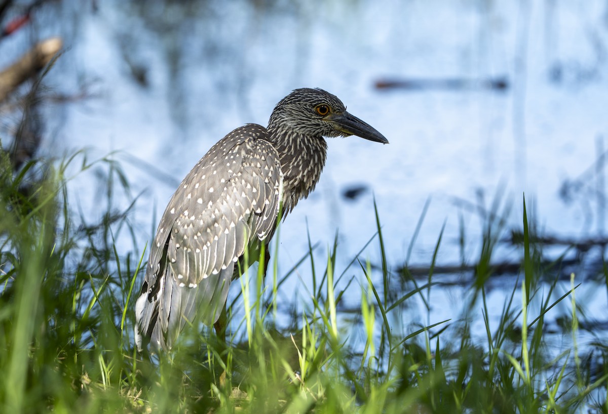 Yellow-crowned Night Heron - ML623526897