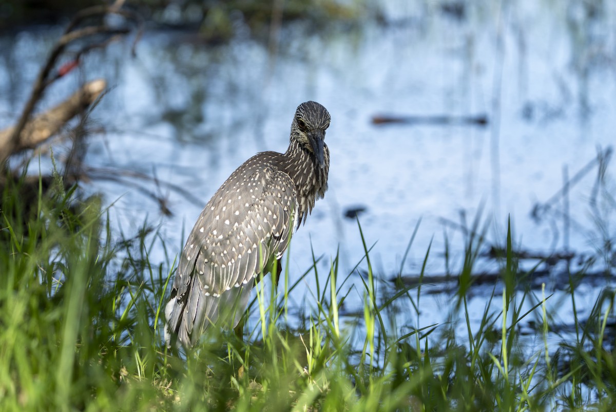 Yellow-crowned Night Heron - ML623526902