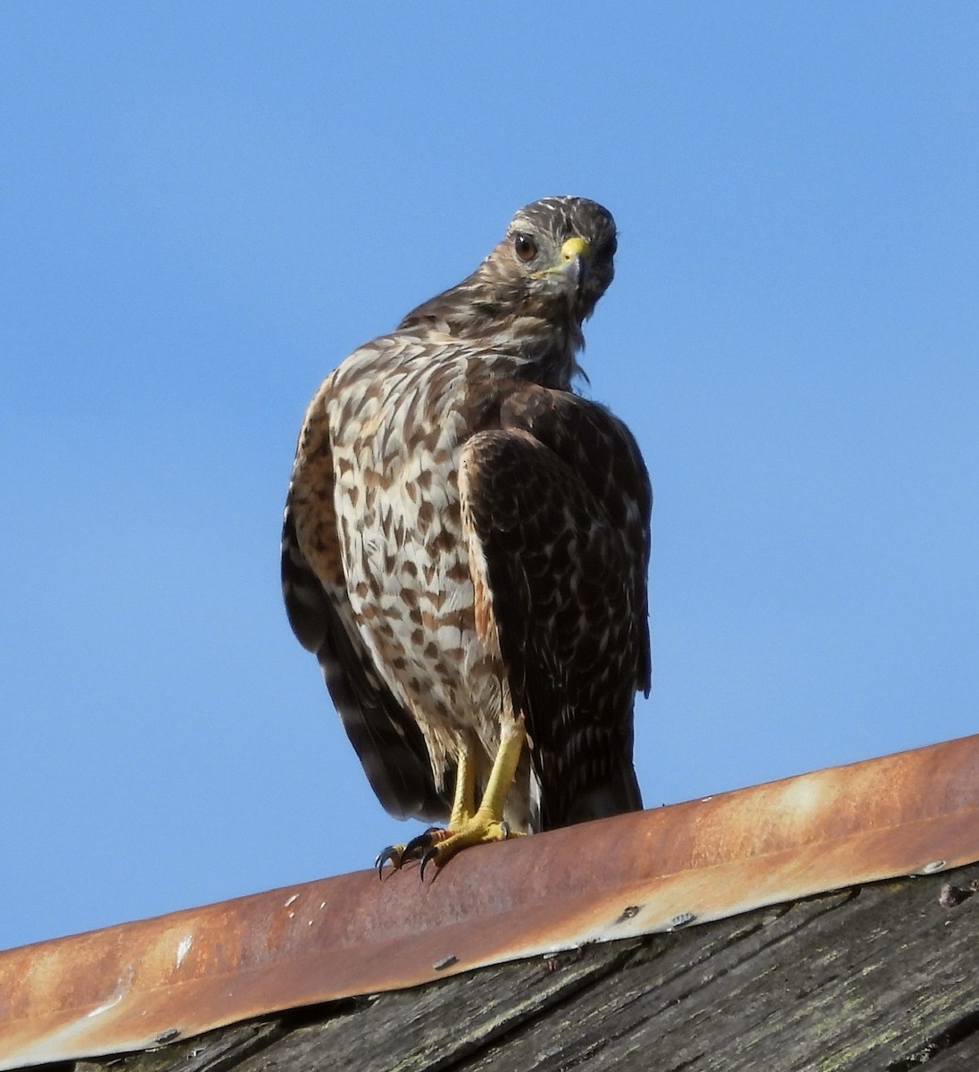 Red-shouldered Hawk - Sarah Hobart