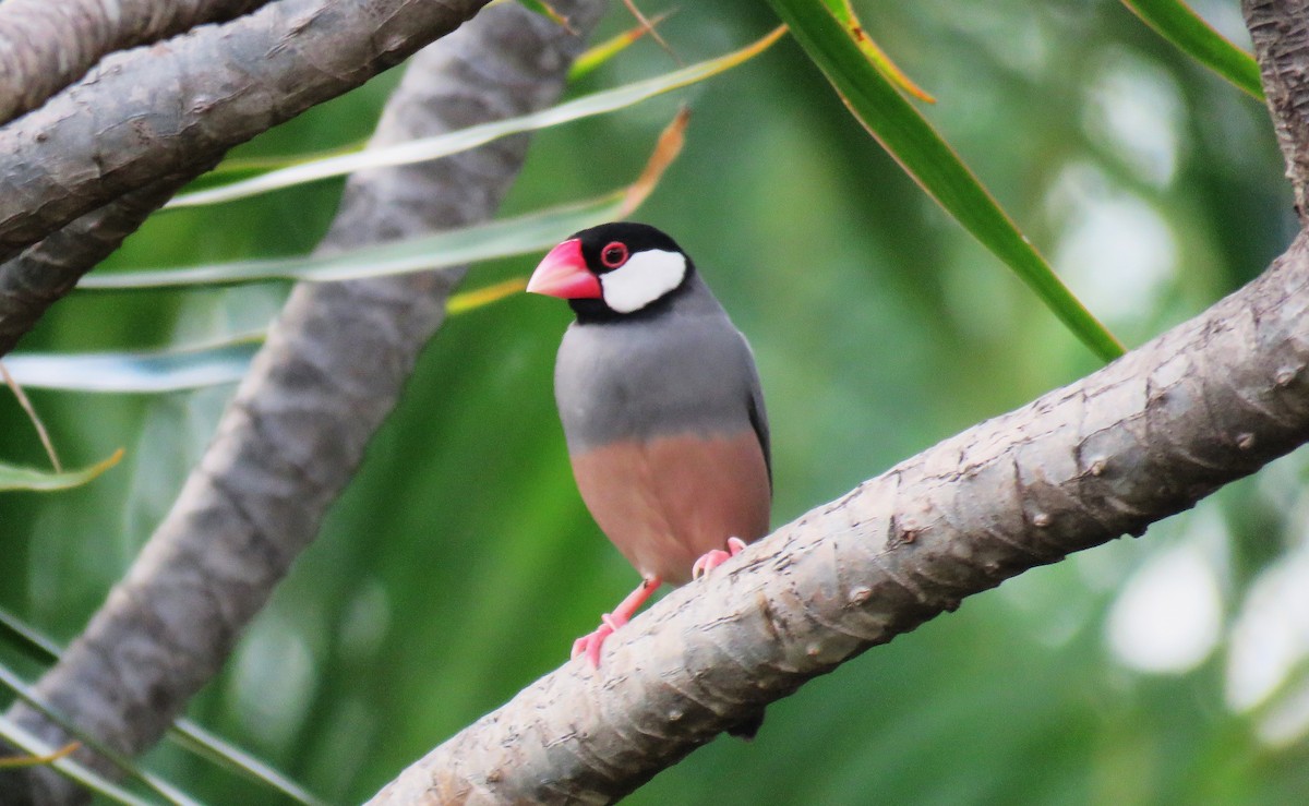 Java Sparrow - ML623526925