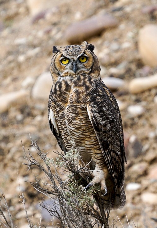 Great Horned Owl - ML623526953