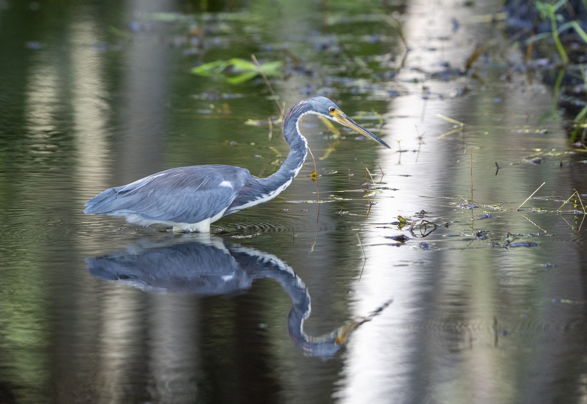 Tricolored Heron - ML623526954