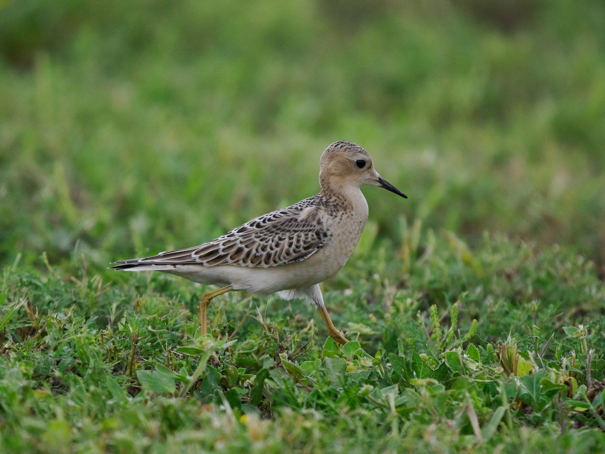 Buff-breasted Sandpiper - ML623526962