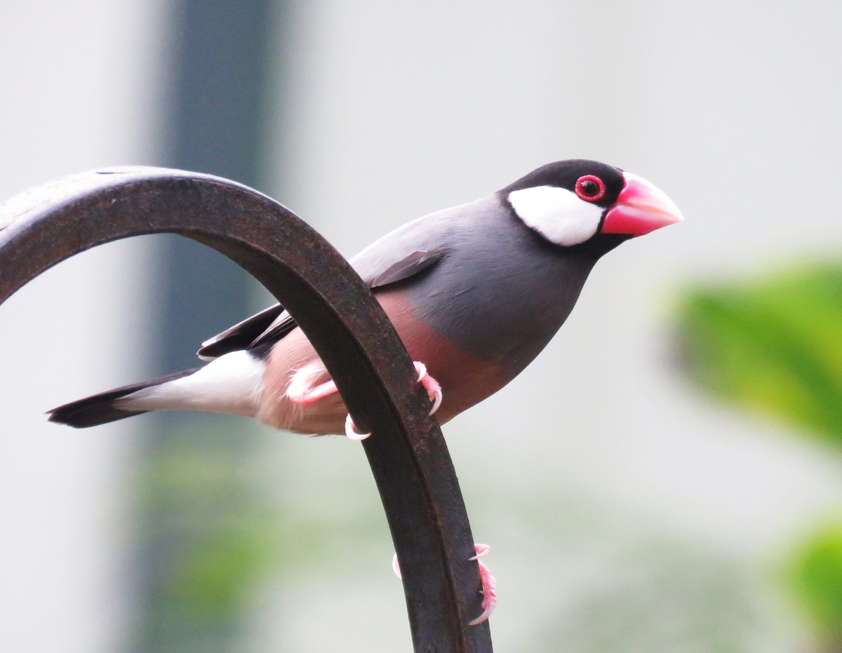 Java Sparrow - ML623526964