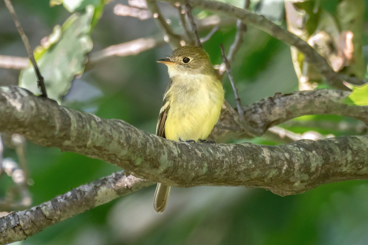 Yellow-bellied Flycatcher - ML623526995